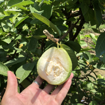 台湾四季帝王芭乐苗番石榴苗白心芭乐苗果树嫁接苗
