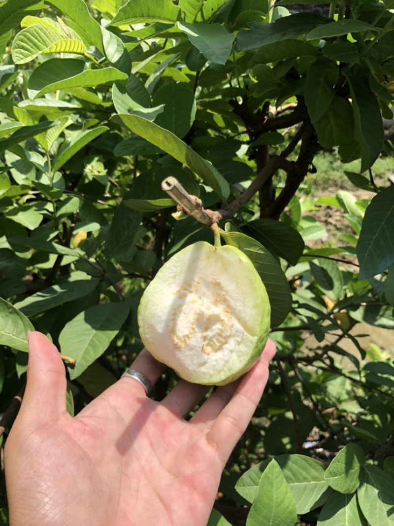 台湾四季帝王芭乐苗番石榴苗白心芭乐苗果树嫁接苗