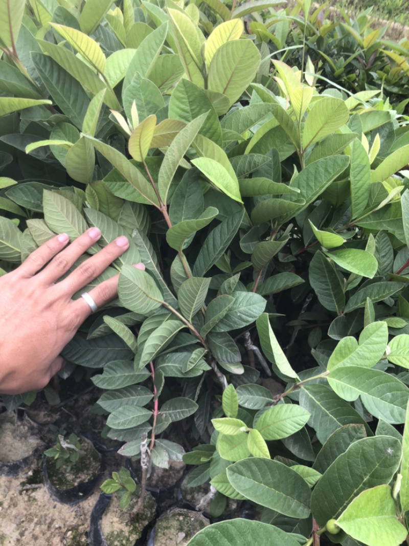 台湾四季帝王芭乐苗番石榴苗白心芭乐苗果树嫁接苗