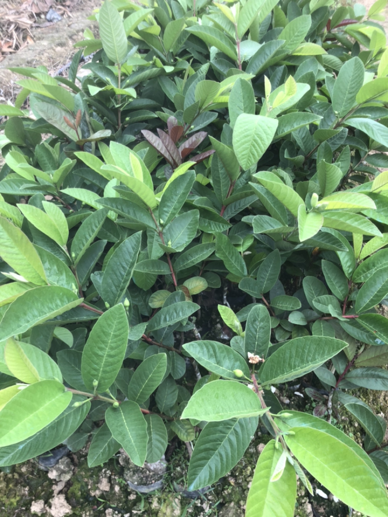 台湾四季帝王芭乐苗番石榴苗白心芭乐苗果树嫁接苗