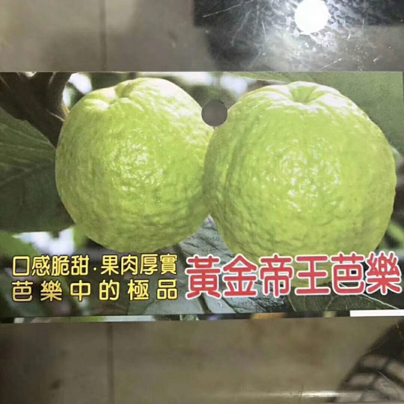 台湾四季帝王芭乐苗番石榴苗白心芭乐苗果树嫁接苗