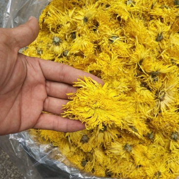 金丝皇菊，，皇菊产地发货，专业批发，批发零售价格实惠