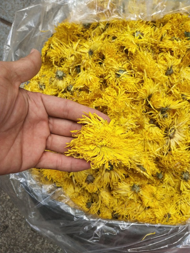 金丝皇菊，，皇菊产地发货，专业批发，批发零售价格实惠