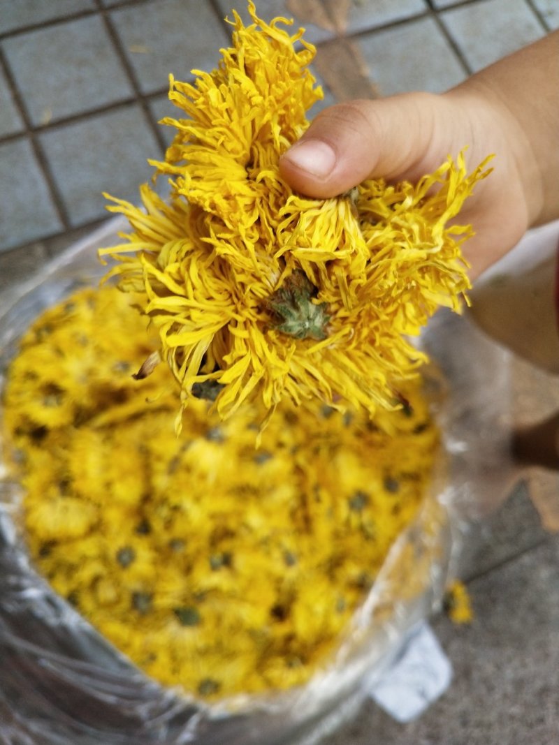 金丝皇菊，，皇菊产地发货，专业批发，批发零售价格实惠