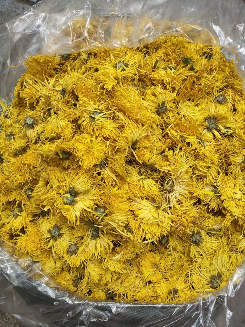 金丝皇菊，，皇菊产地发货，专业批发，批发零售价格实惠