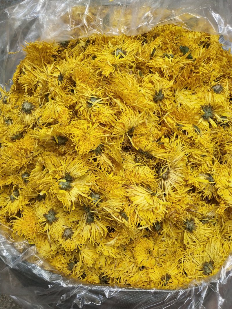金丝皇菊，，皇菊产地发货，专业批发，批发零售价格实惠