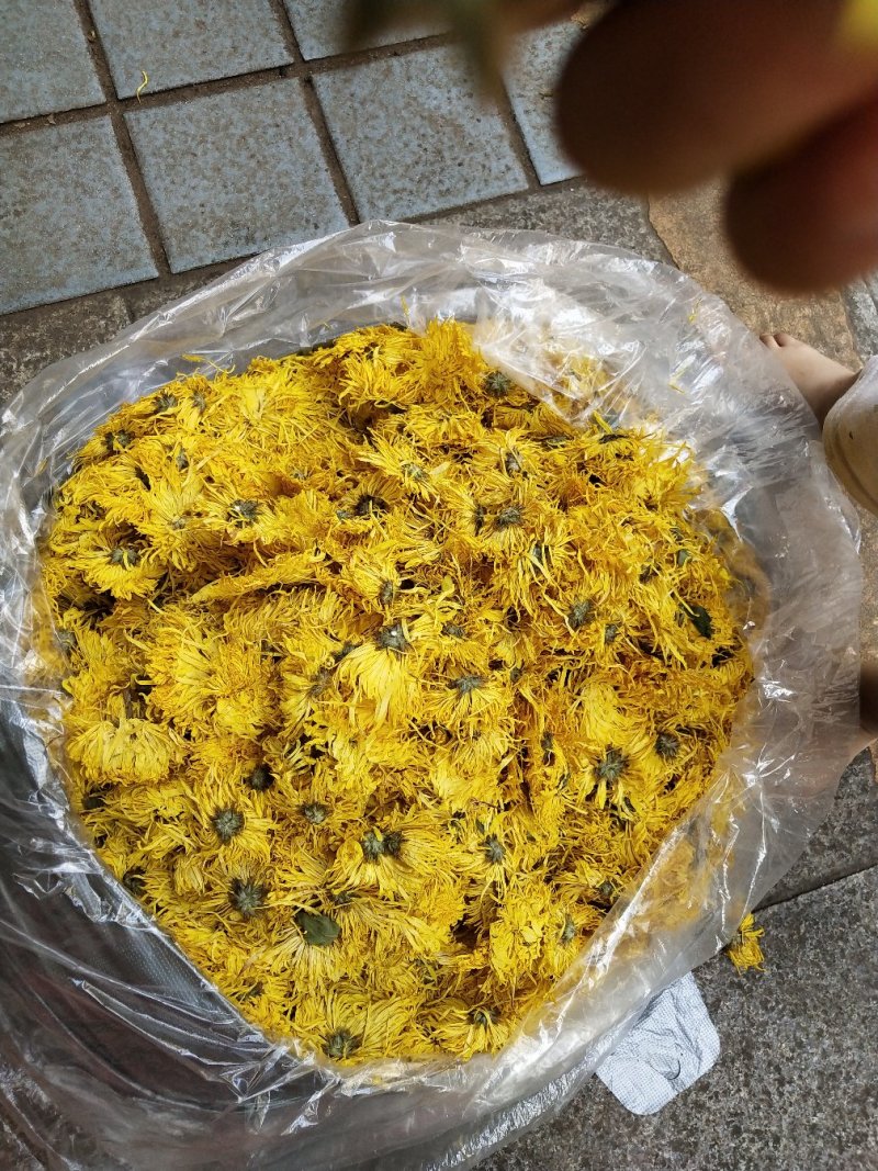 金丝皇菊，，皇菊产地发货，专业批发，批发零售价格实惠
