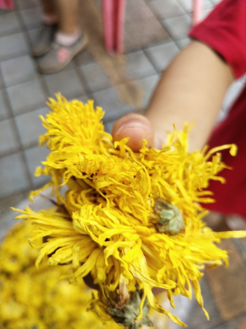 金丝皇菊，，皇菊产地发货，专业批发，批发零售价格实惠
