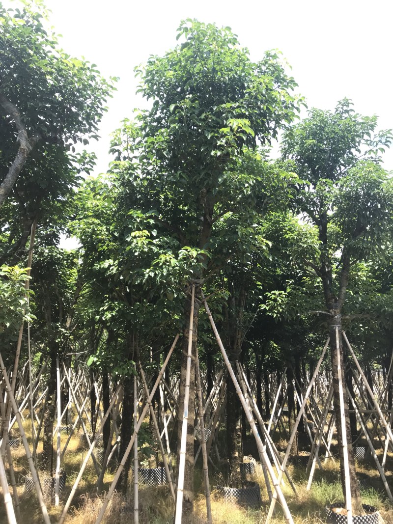 大量出售12-20秋枫，货源多多，价格美丽