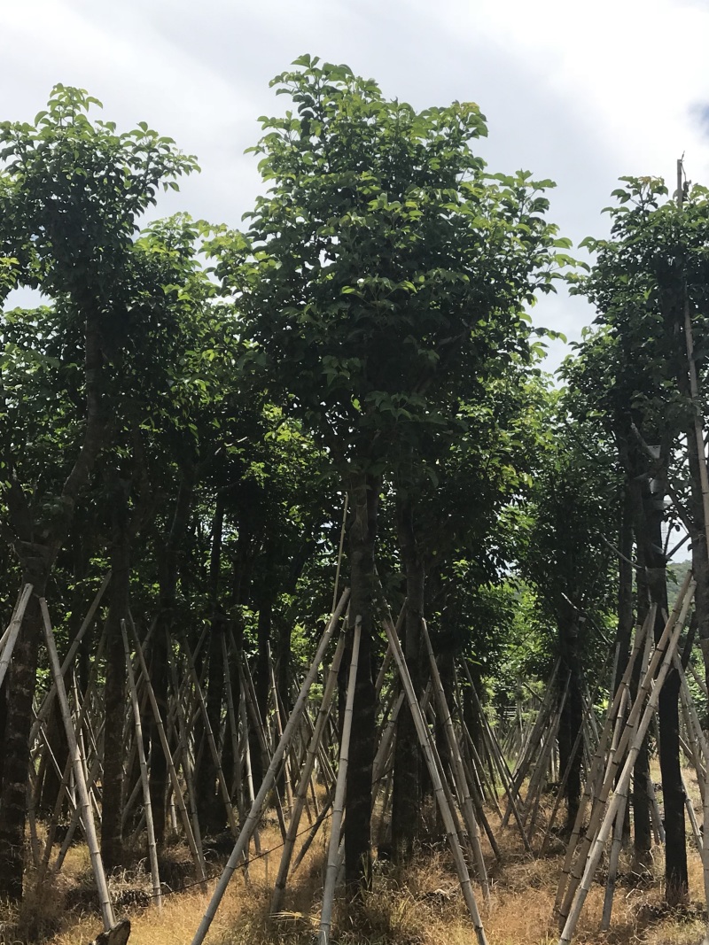 大量出售12-20秋枫，货源多多，价格美丽