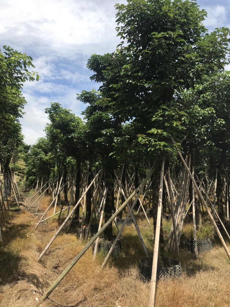大量出售12-20秋枫，货源多多，价格美丽