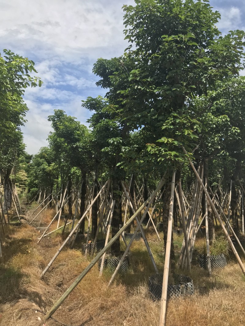 大量出售12-20秋枫，货源多多，价格美丽