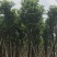 大量出售12-20秋枫，货源多多，价格美丽