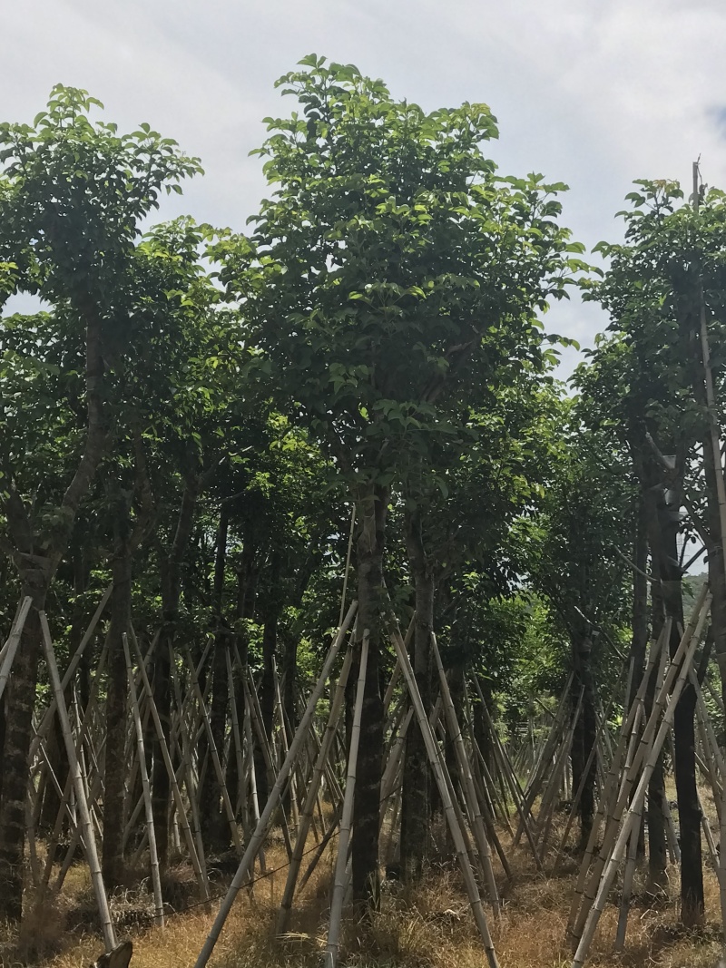 大量出售12-20秋枫，货源多多，价格美丽