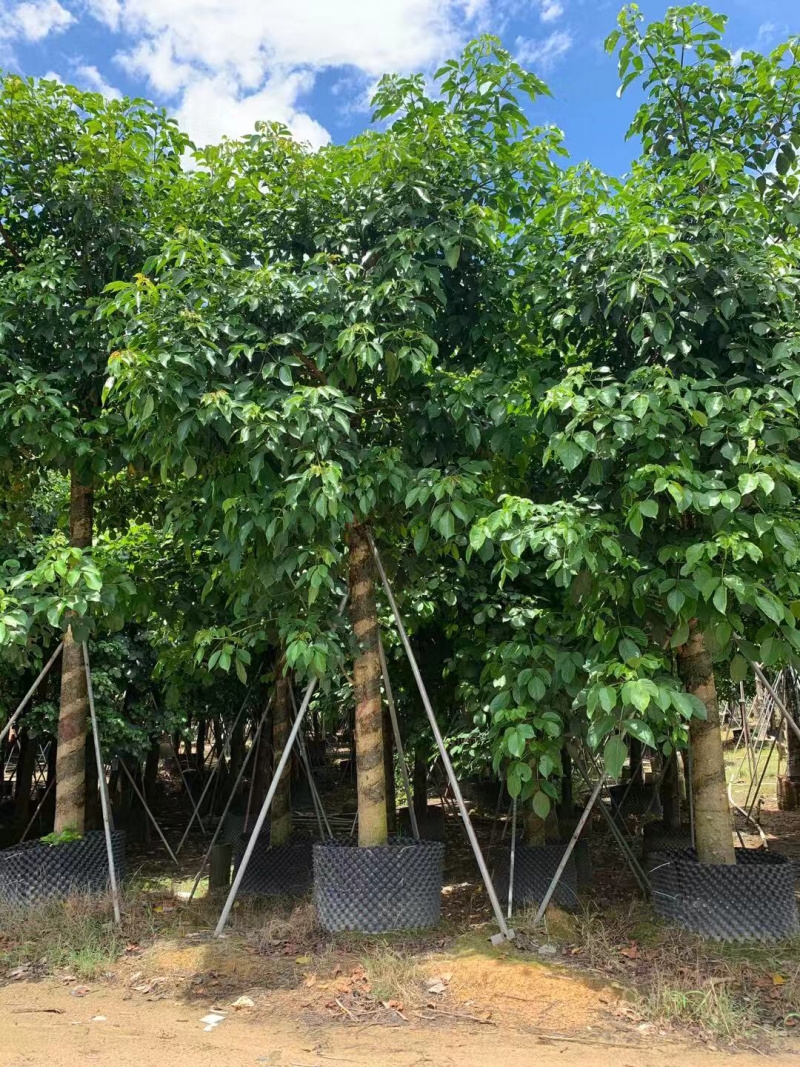 大量出售12-20秋枫，货源多多，价格美丽