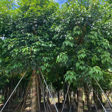 大量出售12-20秋枫，货源多多，价格美丽