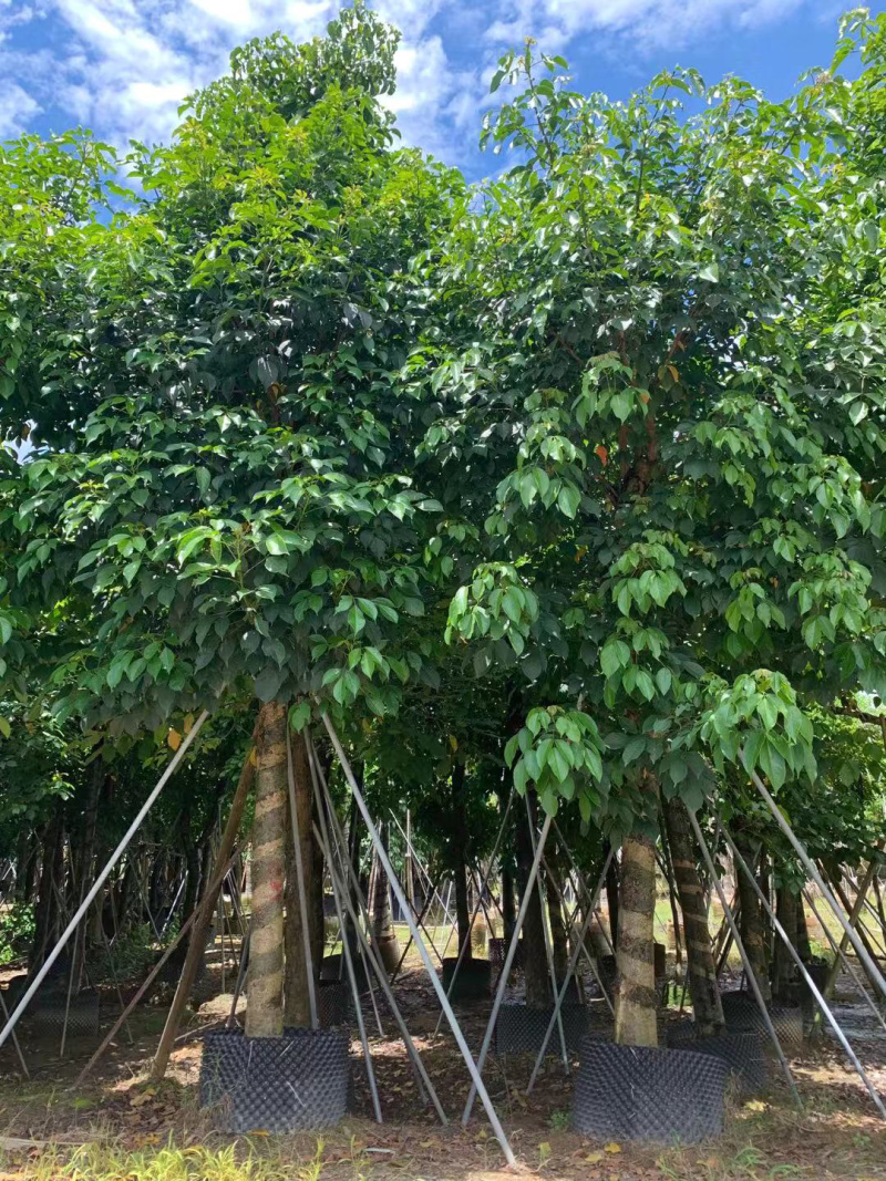 大量出售12-20秋枫，货源多多，价格美丽