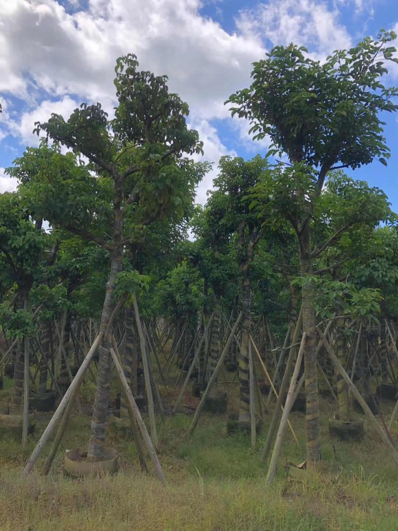 秋枫