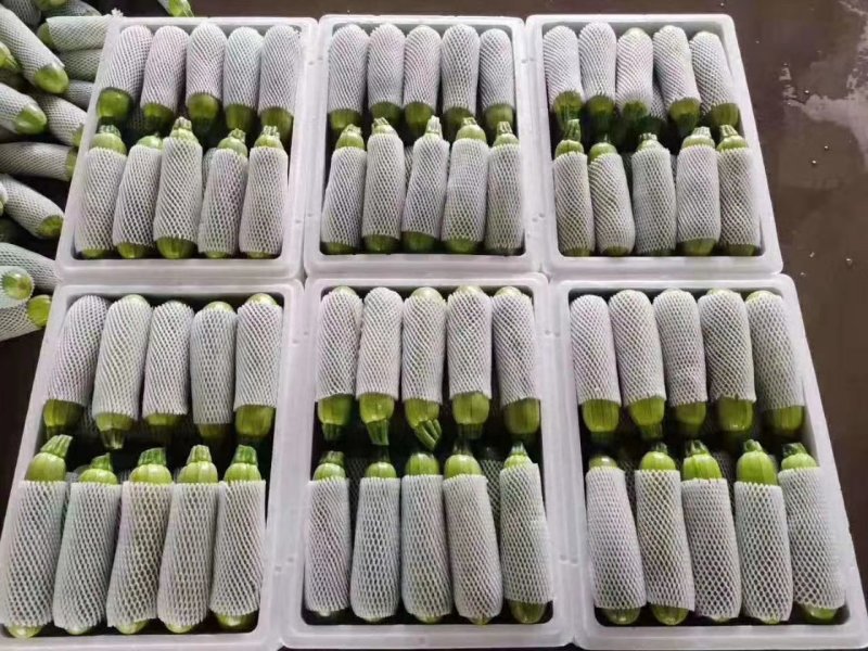 定西兰州西葫芦产地直发，可视屏看货，有保障线上交易