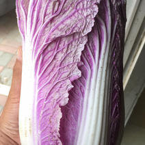 紫白菜，高营养，特种蔬菜