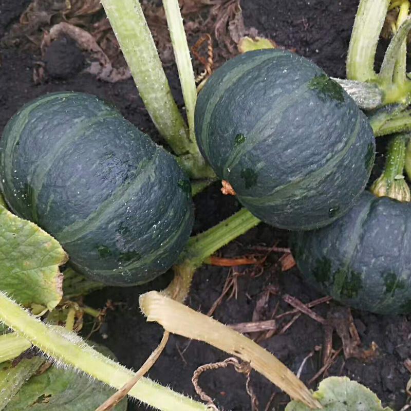 新鲜板栗南瓜现摘现发蔬菜水果粗粮宝宝辅食5斤整箱批发特价