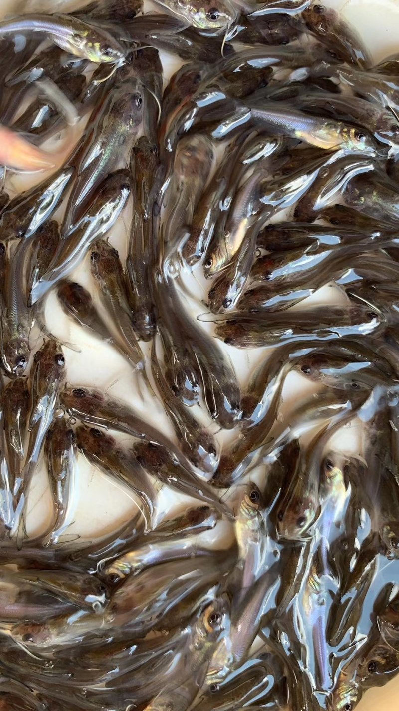 水花苗，叉尾鱼苗，江团鱼苗，钳鱼苗，鮰鱼苗，淡水养殖，