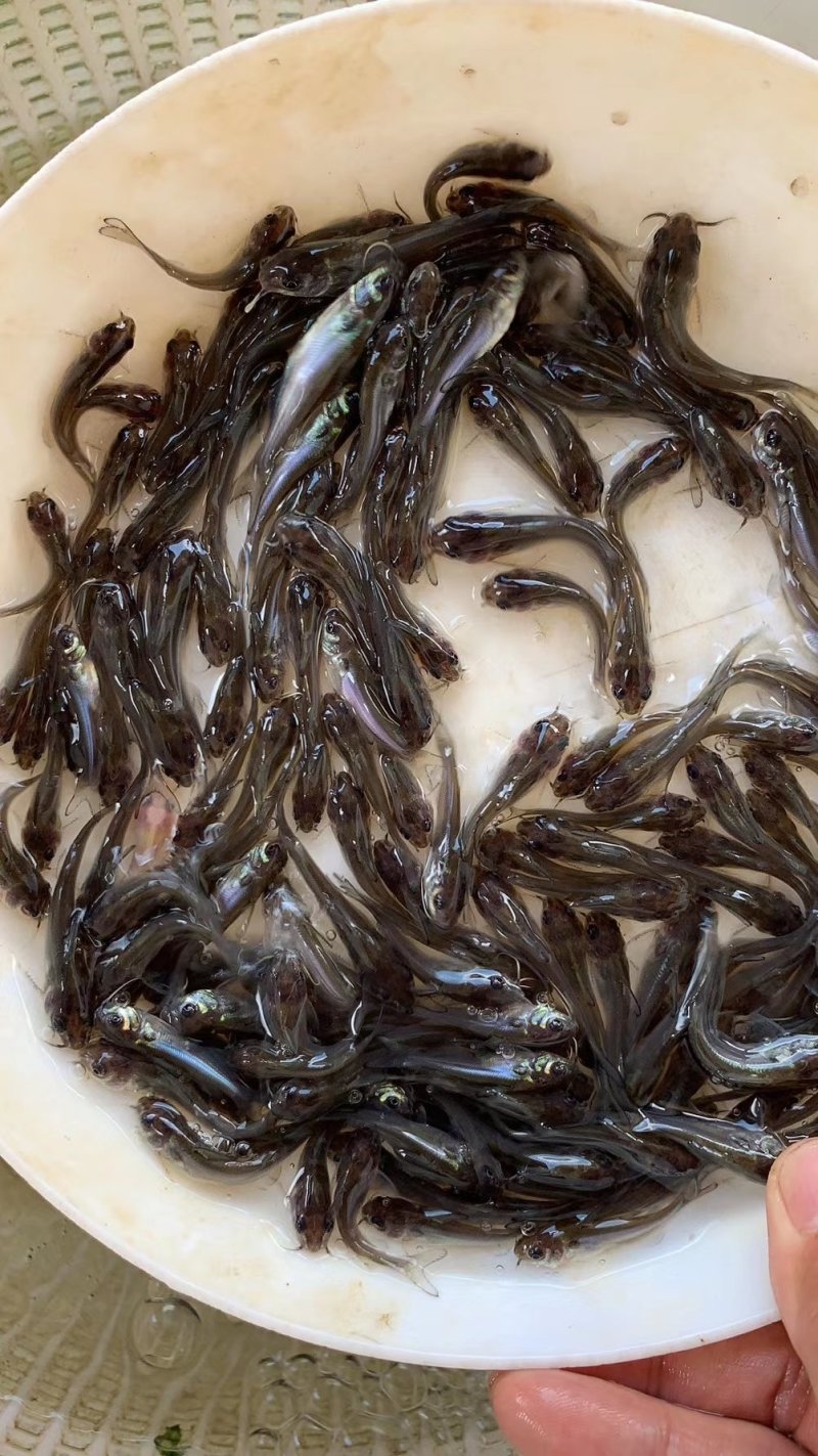水花苗，叉尾鱼苗，江团鱼苗，钳鱼苗，鮰鱼苗，淡水养殖，