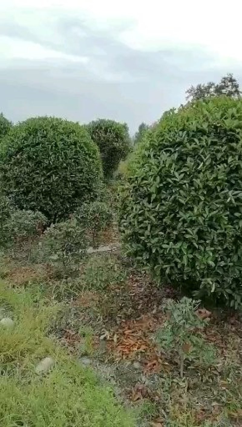 红叶石楠球，精品红叶石楠球