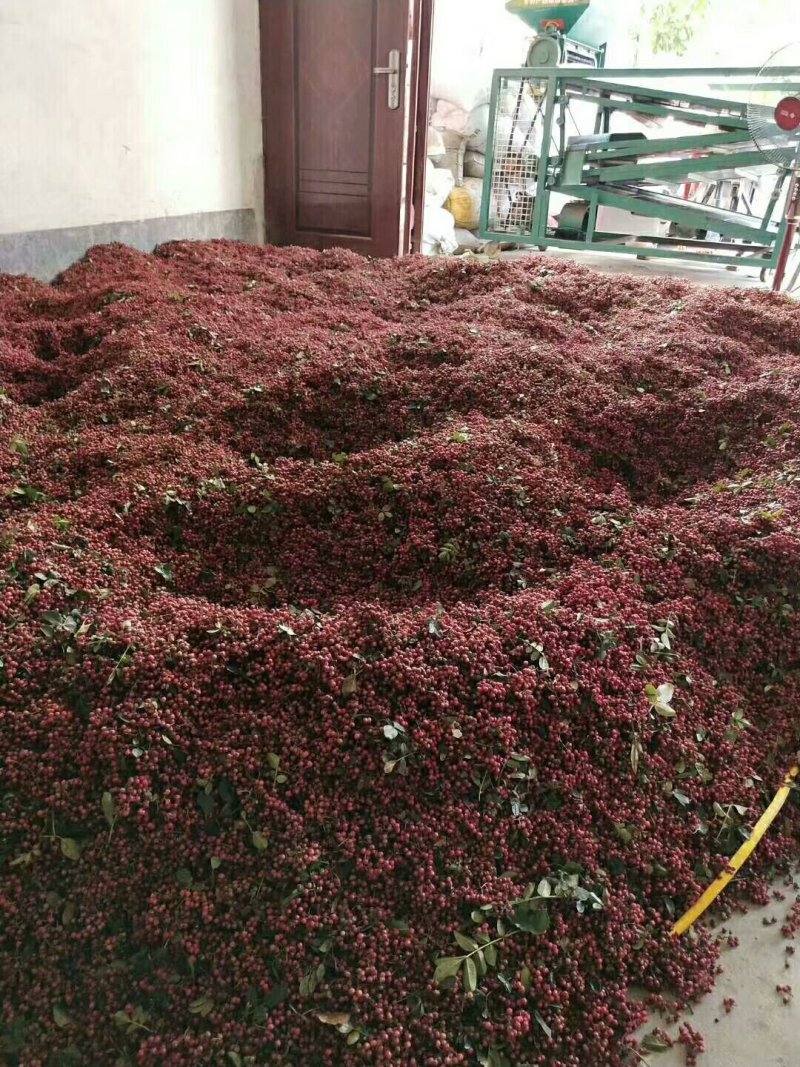 汉源花椒大量上市麻香味十足。产量大需要的老板联系