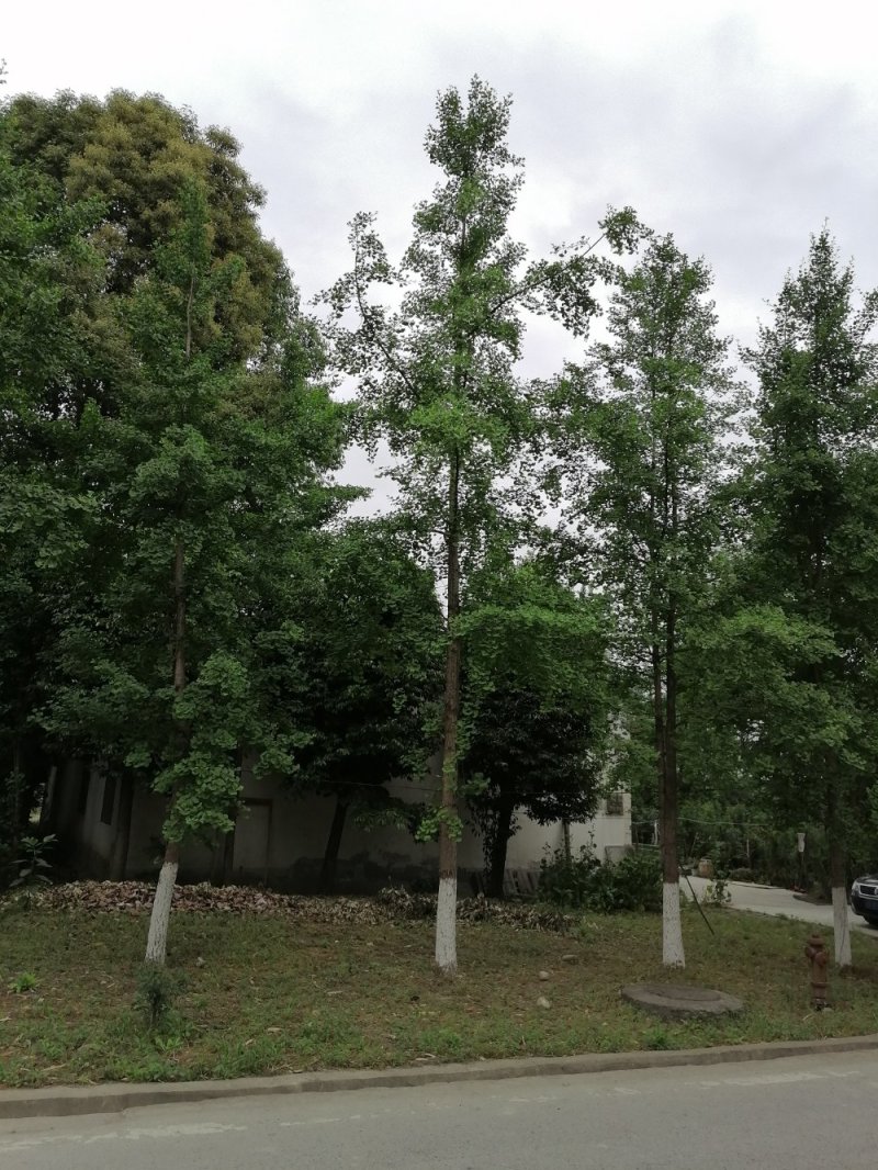 米径12-25公分银杏，树形好，规格多。四川基地银杏