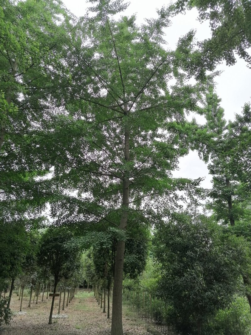 米径12-25公分银杏，树形好，规格多。四川基地银杏