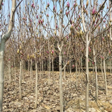 3公分红玉兰紫玉兰白玉兰黄玉兰玉兰种植基地南阳