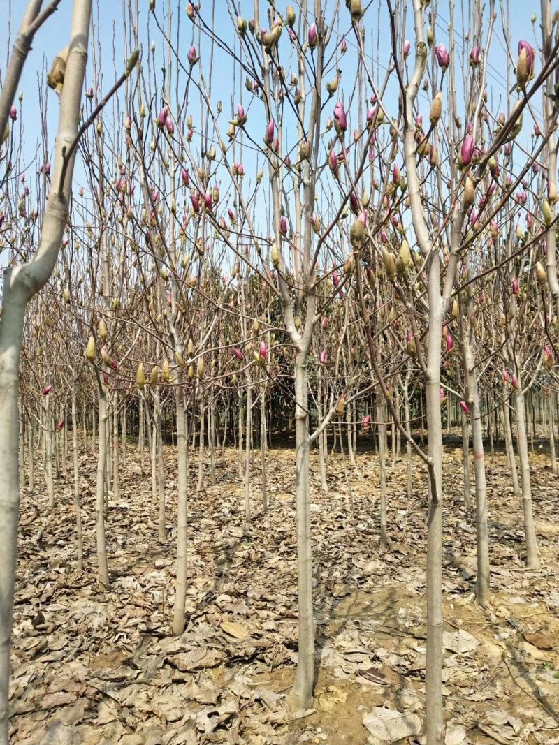 3公分红玉兰紫玉兰白玉兰黄玉兰玉兰种植基地南阳