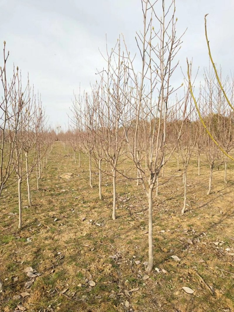 3公分红玉兰紫玉兰白玉兰黄玉兰玉兰种植基地南阳