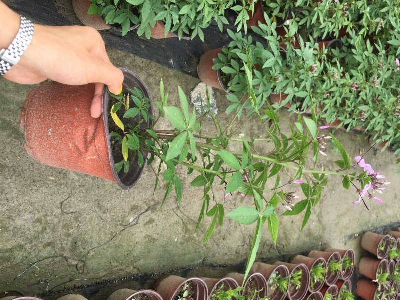 醉蝶花双色杯醉蝶花种植基地直销，可视频看货