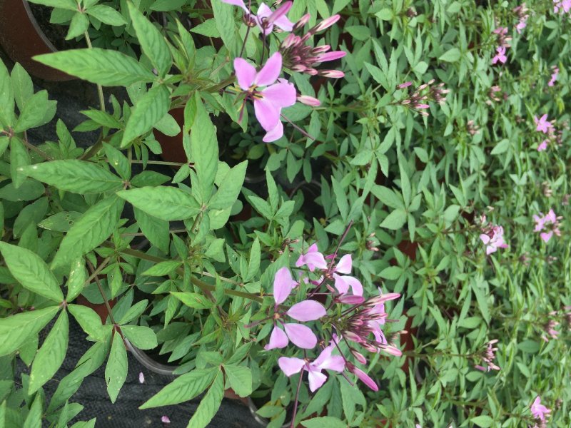 醉蝶花双色杯醉蝶花种植基地直销，可视频看货