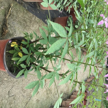 醉蝶花双色杯醉蝶花种植基地直销，可视频看货