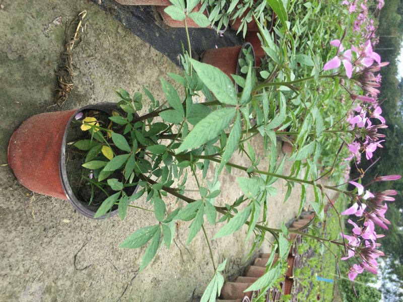 醉蝶花双色杯醉蝶花种植基地直销，可视频看货