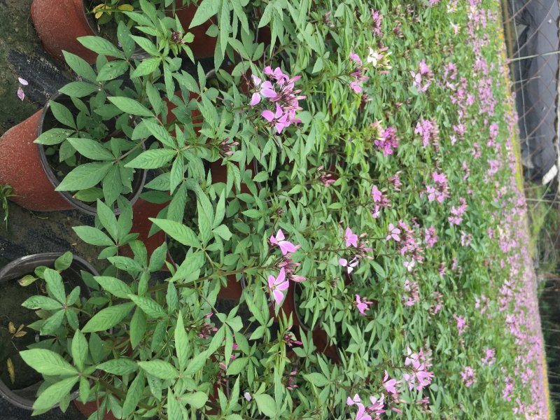 醉蝶花双色杯醉蝶花种植基地直销，可视频看货