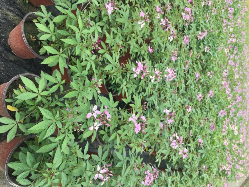 醉蝶花双色杯醉蝶花种植基地直销，可视频看货