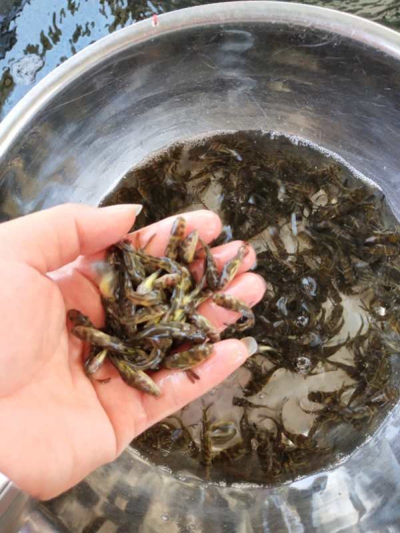 优质快大黄骨鱼苗释应能力强。适合高密度养殖