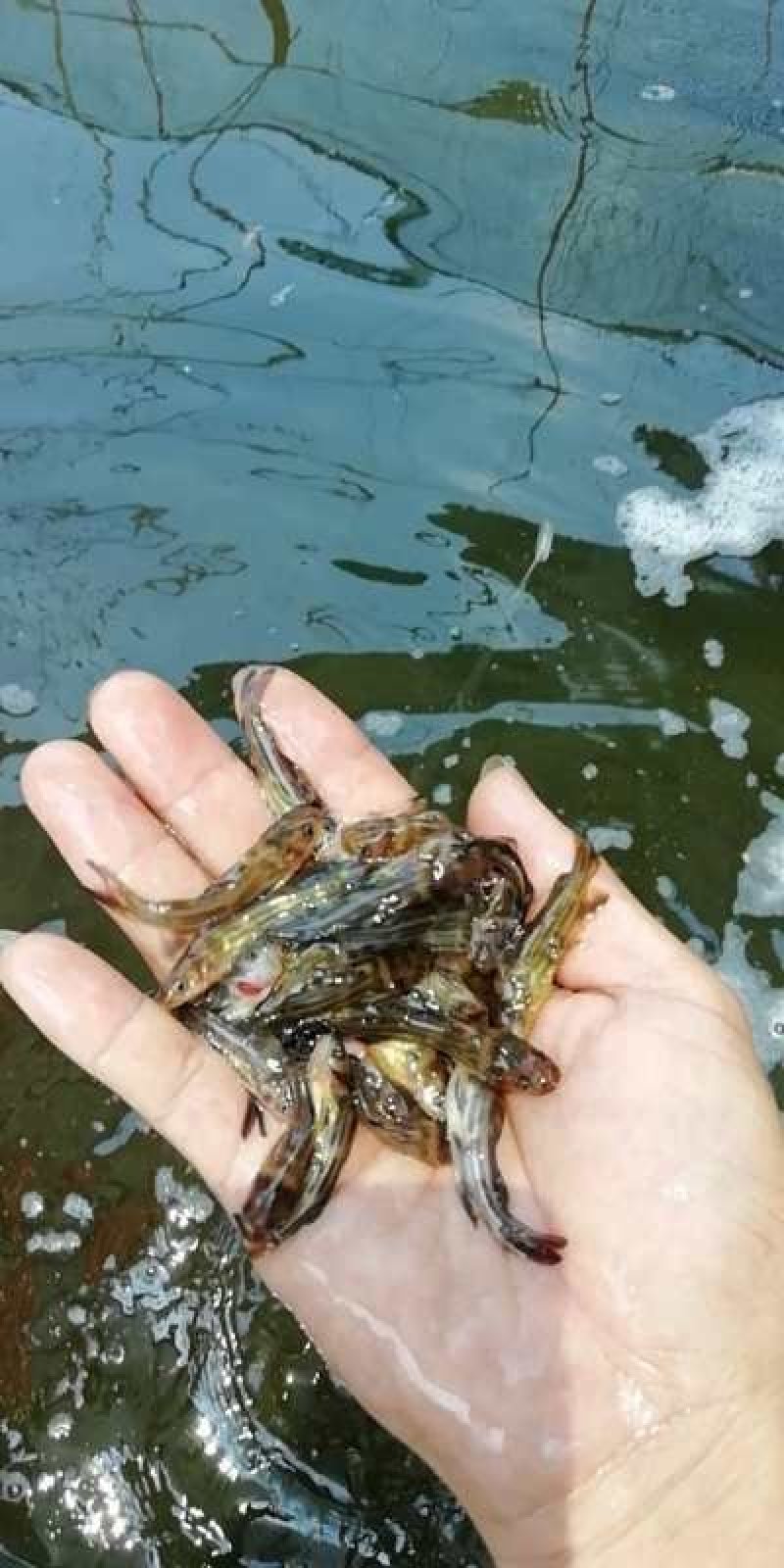 优质快大黄骨鱼苗释应能力强。适合高密度养殖