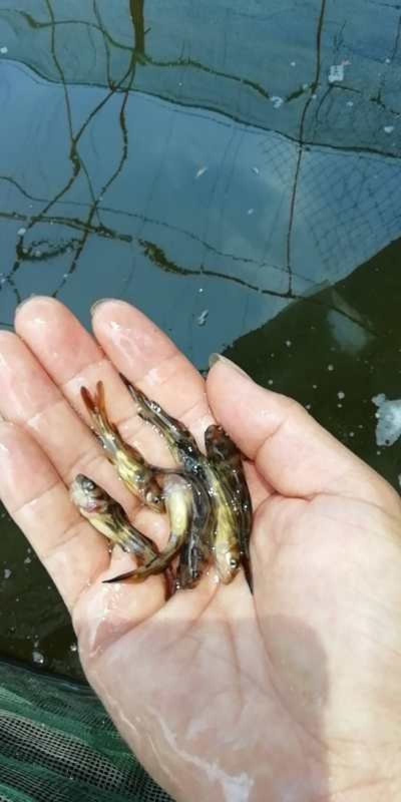 优质快大黄骨鱼苗释应能力强。适合高密度养殖
