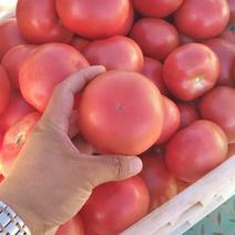西红柿硬粉西红柿大量
