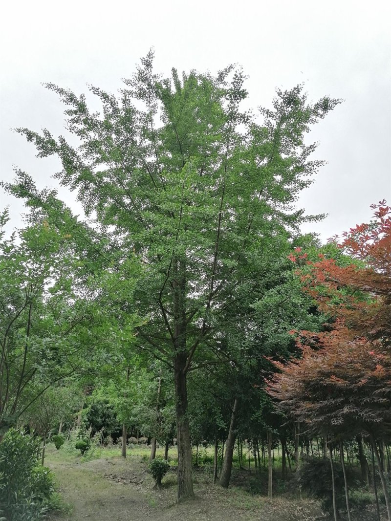 米径12-25公分银杏，树形好，规格多。四川基地银杏