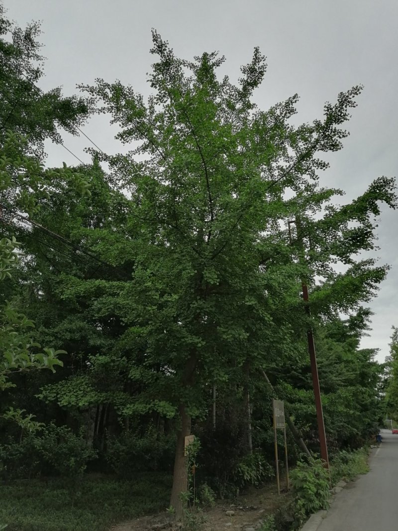 米径12-25公分银杏，树形好，规格多。四川基地银杏