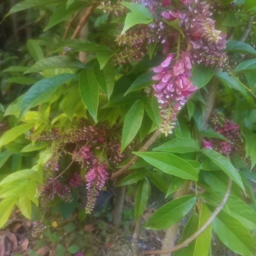 基地直发紫藤藤本植物紫藤批发紫藤一手货源