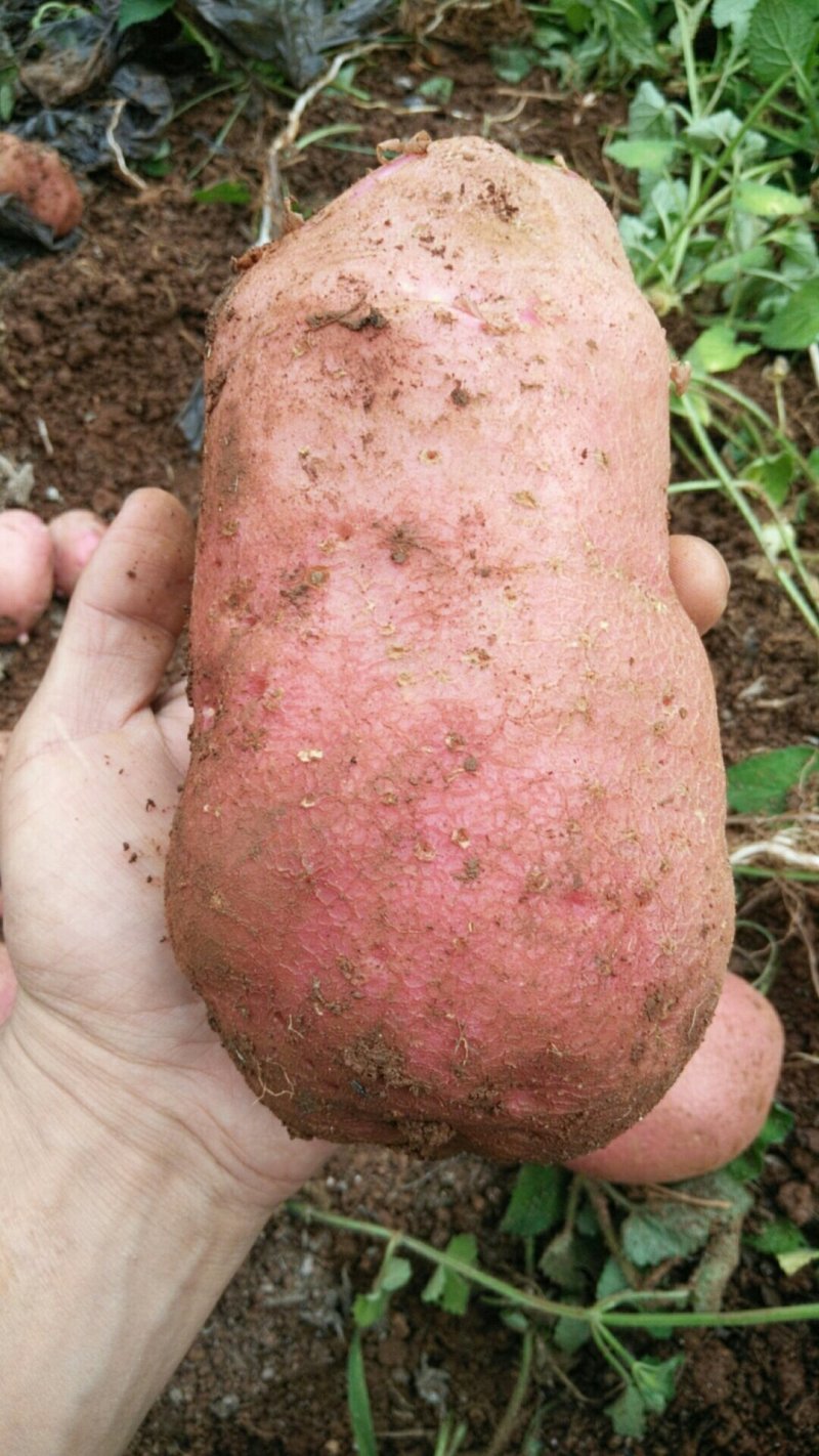 云南红皮黄心大土豆批发电商微商一件代发量大从优
