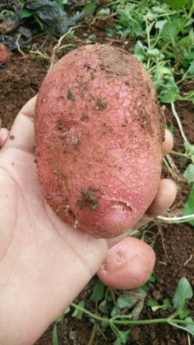 云南红皮黄心大土豆批发电商微商一件代发量大从优