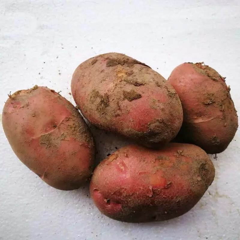 云南红皮黄心大土豆批发电商微商一件代发量大从优